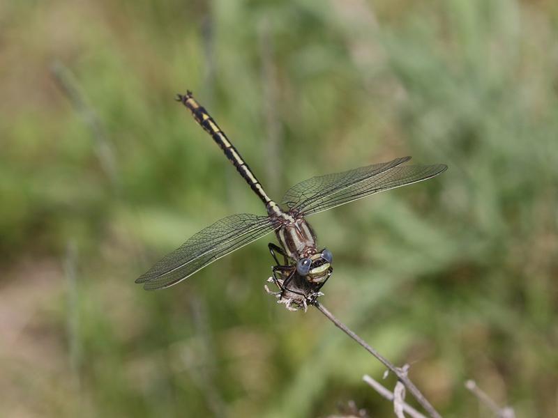 Photo of Dusky Clubtail