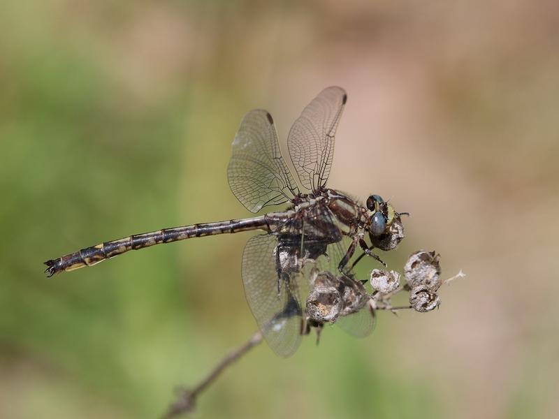 Photo of Dusky Clubtail