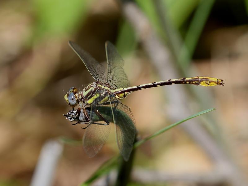 Photo of Lancet Clubtail