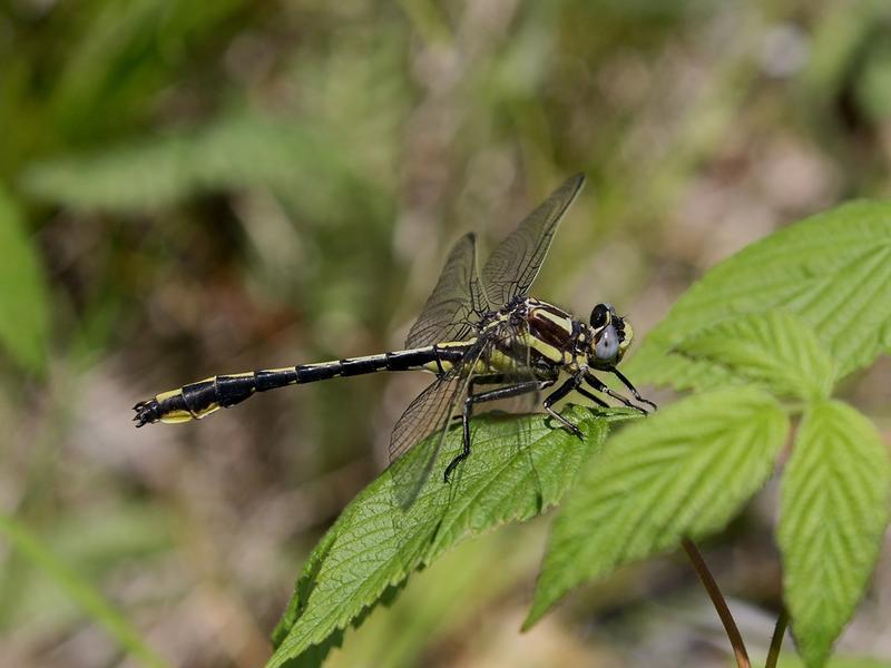 Photo of Pronghorn Clubtail