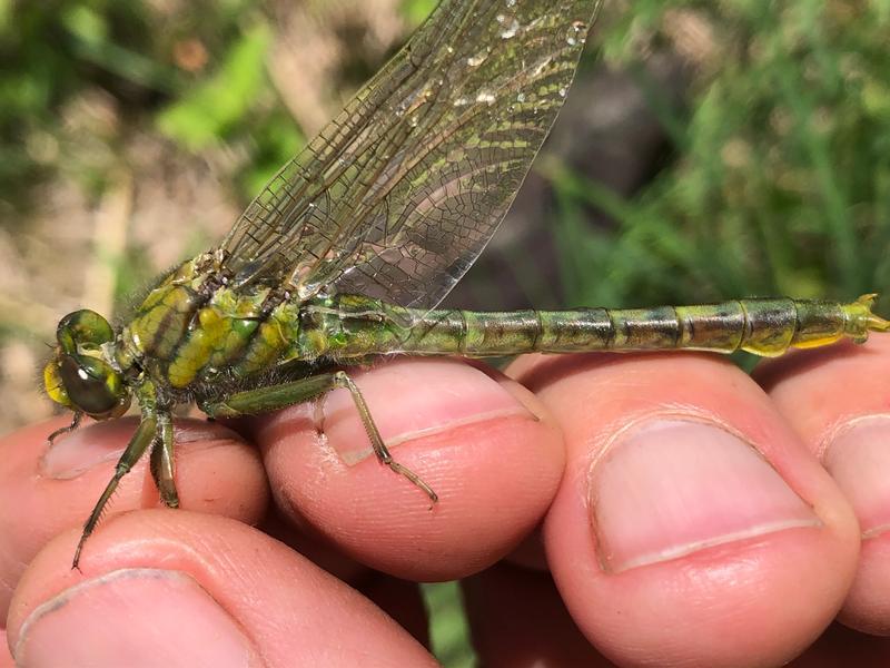 Photo of Unicorn Clubtail