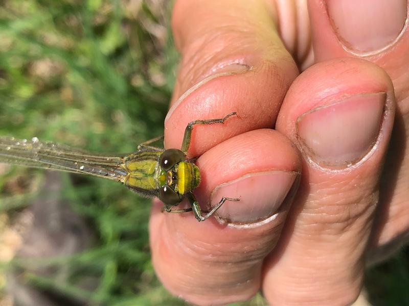 Photo of Unicorn Clubtail