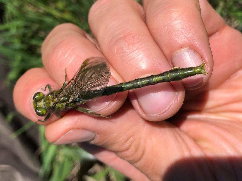 Photo of Unicorn Clubtail