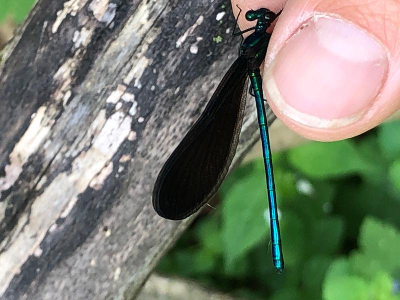Photo of Ebony Jewelwing