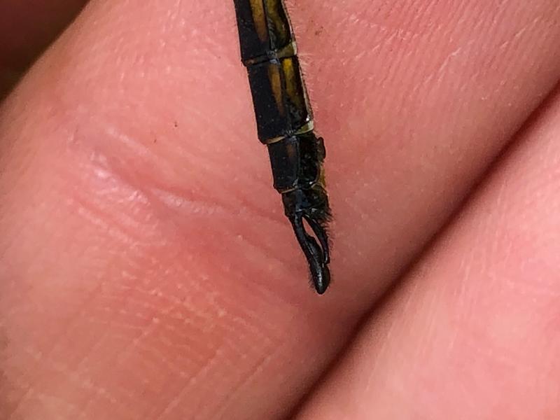 Photo of Common Baskettail