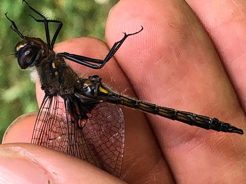 Photo of Common Baskettail