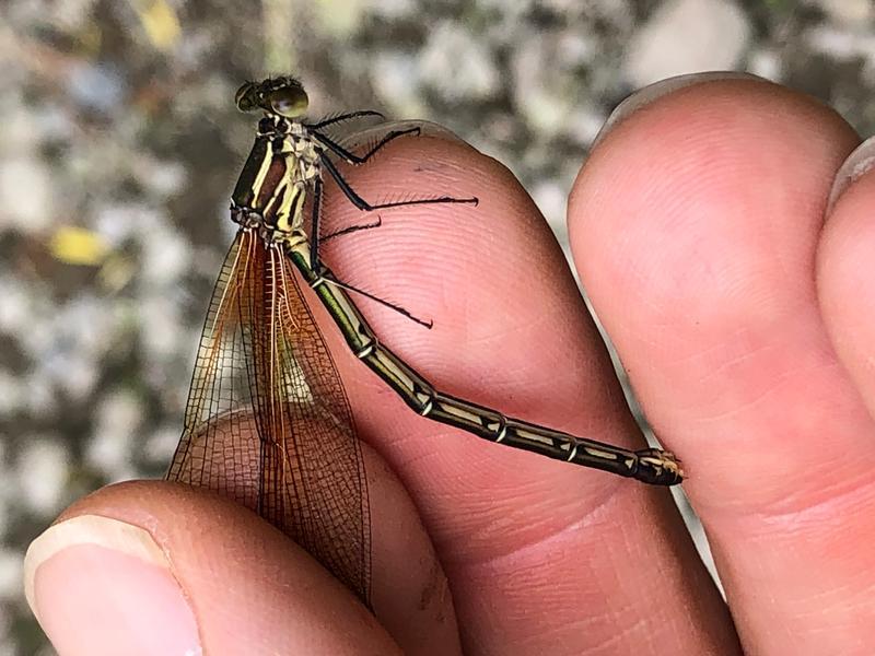 Photo of American Rubyspot