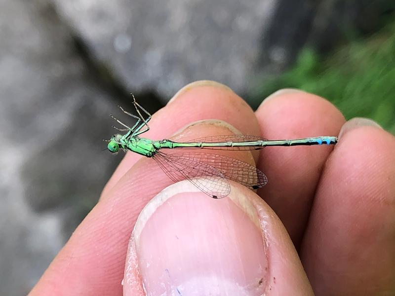 Photo of Eastern Forktail