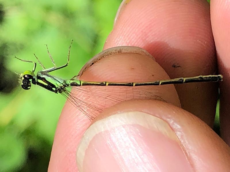 Photo of Fragile Forktail