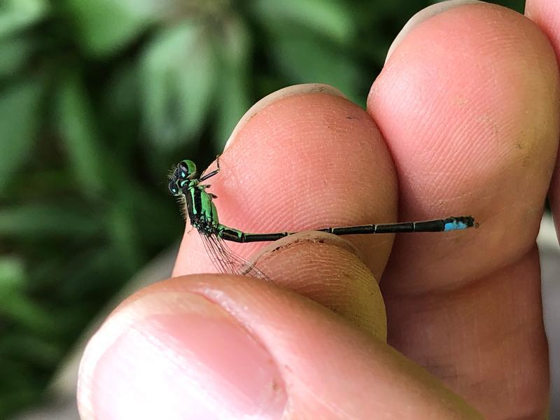 Photo of Eastern Forktail