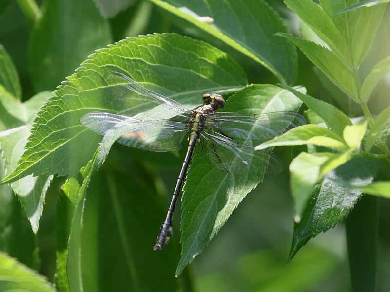 Photo of Riverine Clubtail