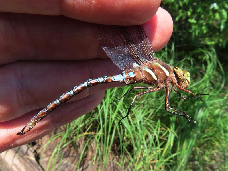 Photo of Springtime Darner