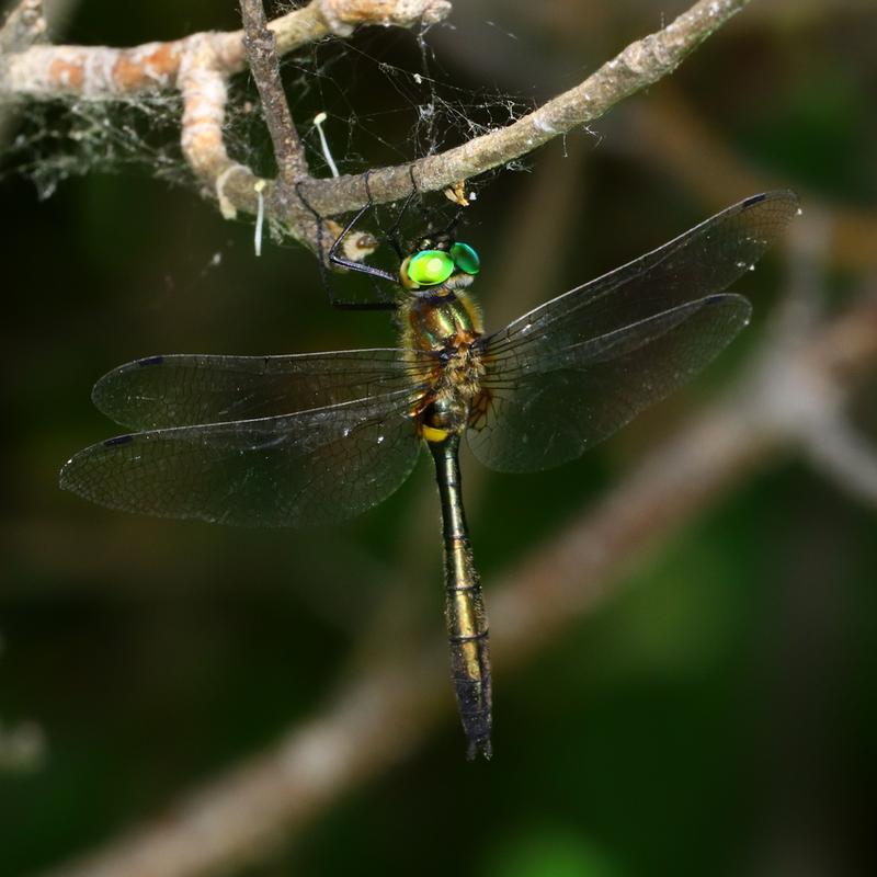 Photo of Racket-tailed Emerald