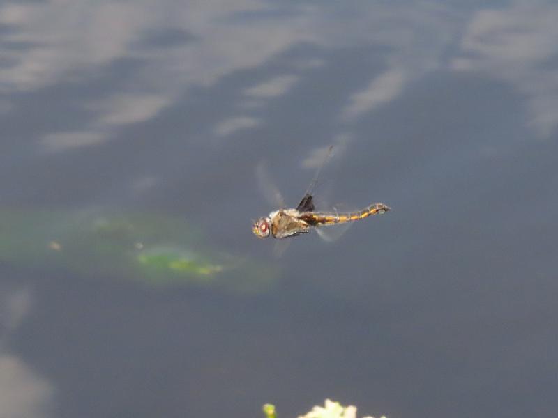 Photo of Common Baskettail