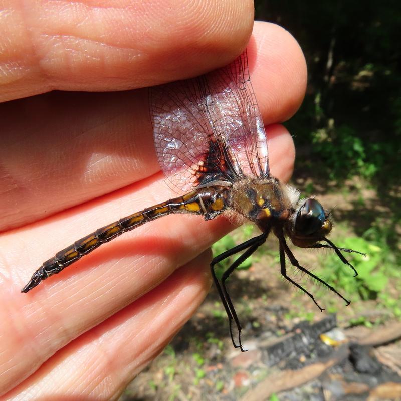 Photo of Common Baskettail