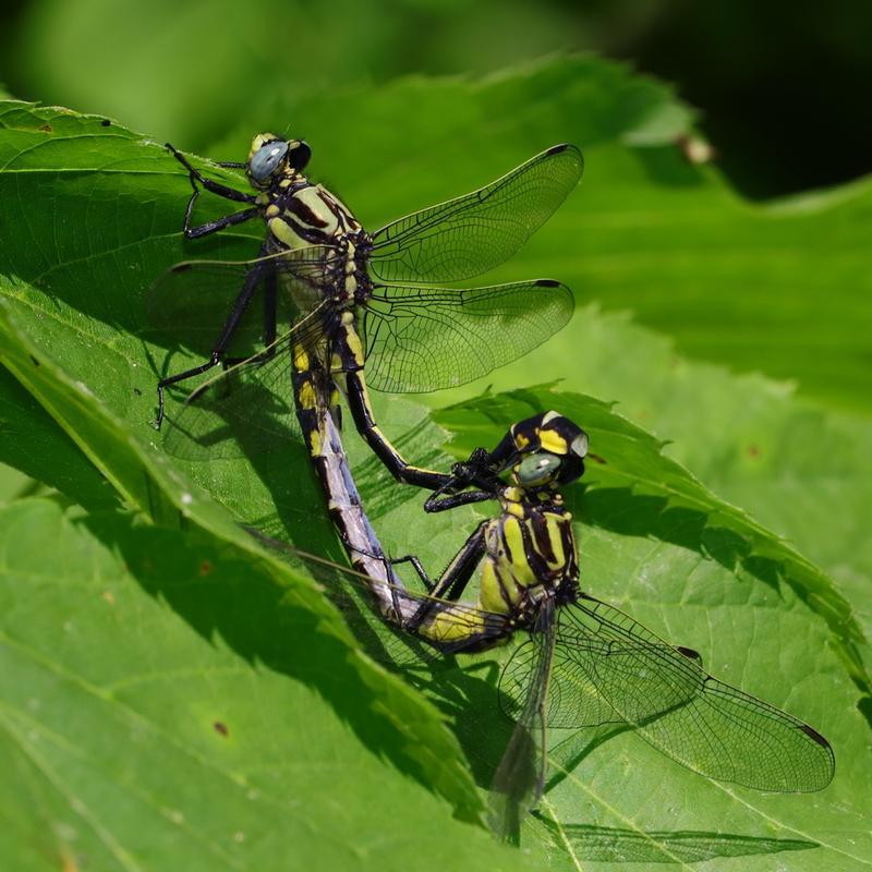 Photo of Midland Clubtail