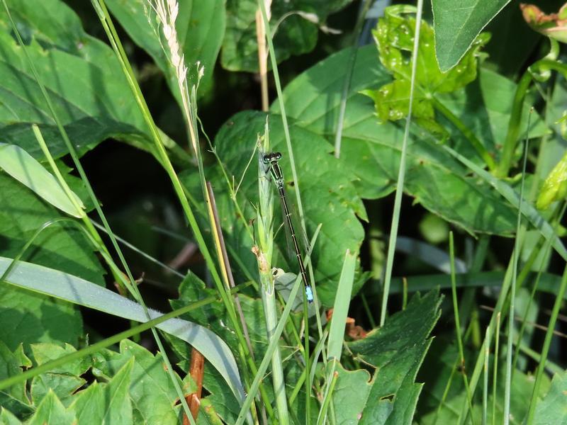 Photo of Eastern Forktail