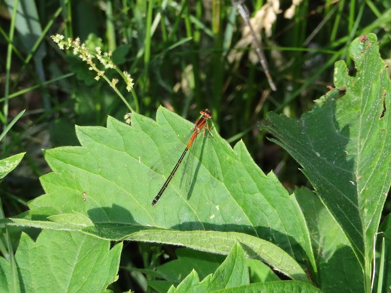 Photo of Eastern Forktail