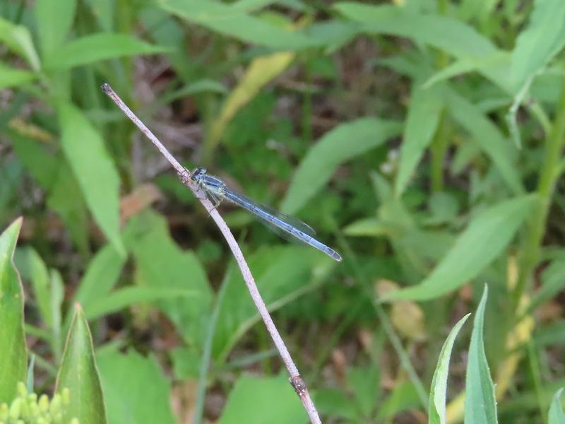Photo of Eastern Forktail
