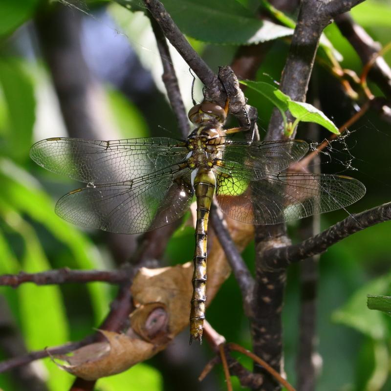 Photo of Stygian Shadowdragon