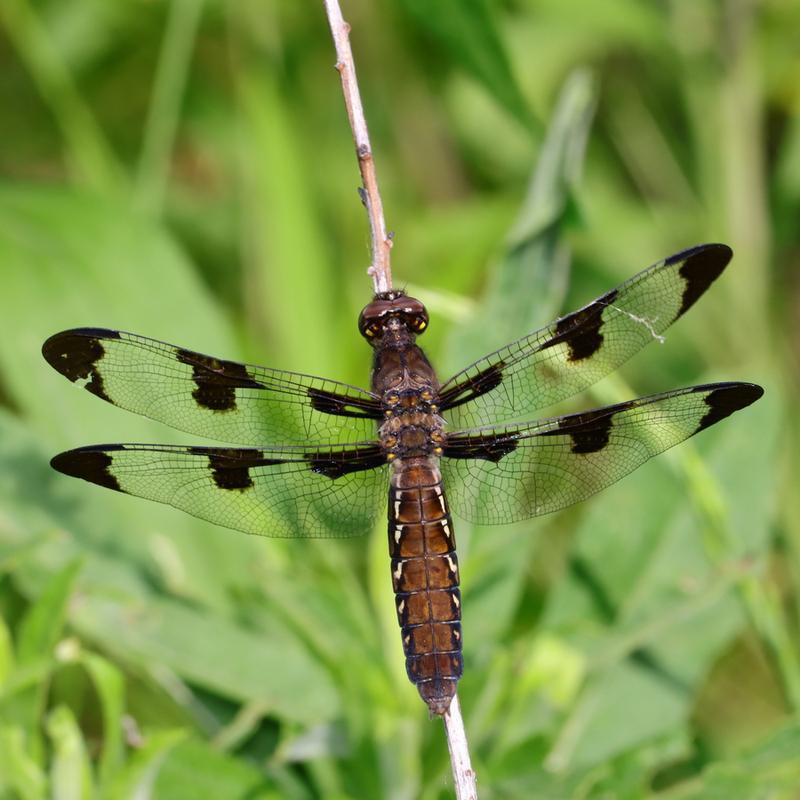 Photo of Common Whitetail