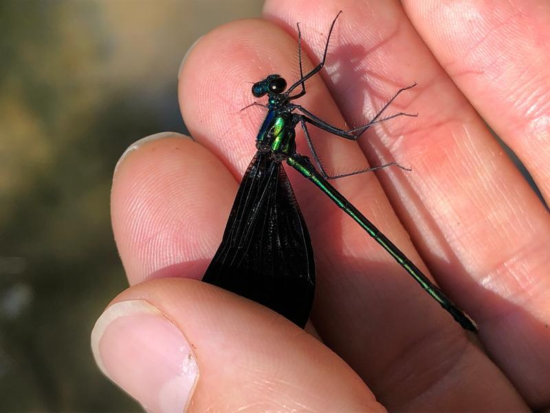 Photo of Ebony Jewelwing