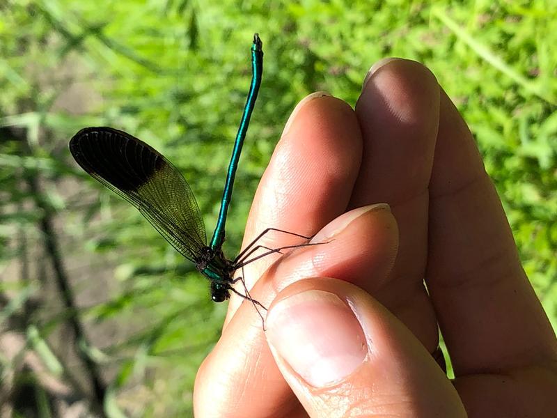 Photo of River Jewelwing
