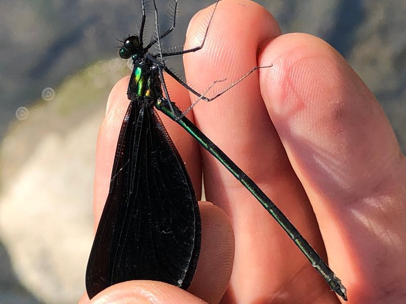 Photo of Ebony Jewelwing