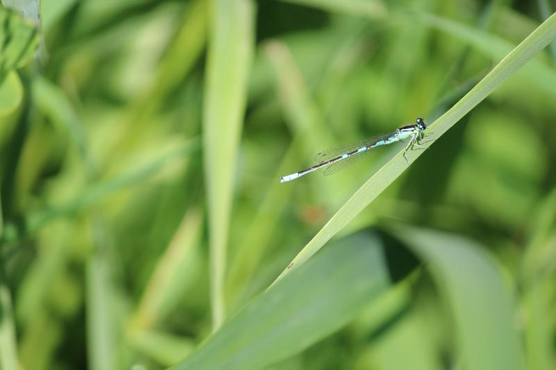 Photo of Taiga Bluet