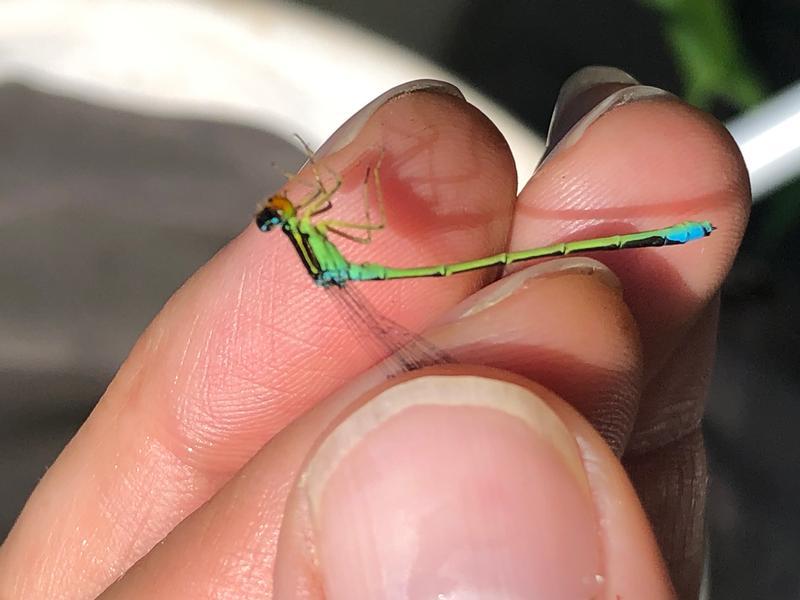 Photo of Rainbow Bluet