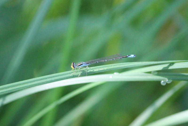 Photo of Rainbow Bluet