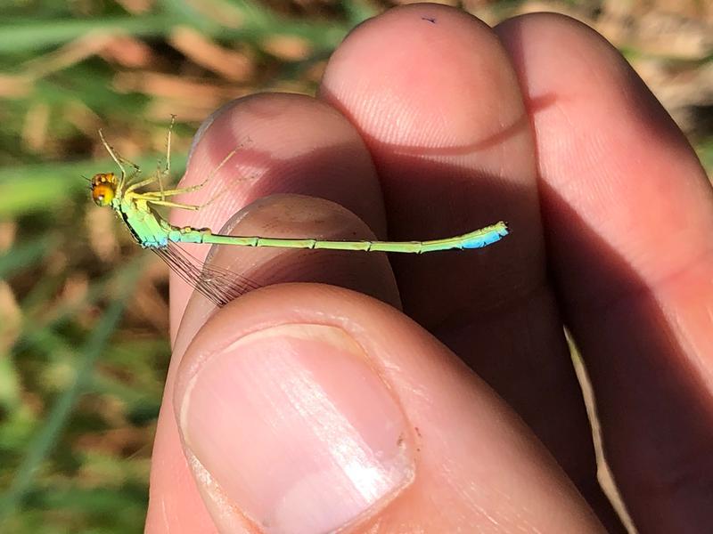 Photo of Rainbow Bluet