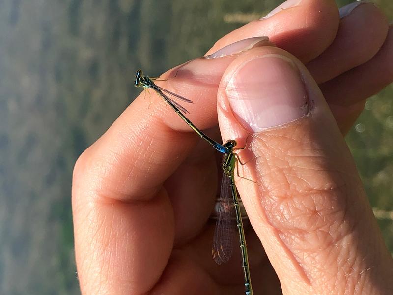 Photo of Rainbow Bluet
