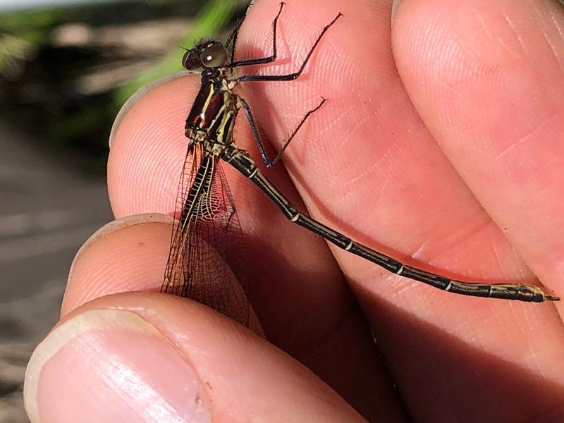 Photo of American Rubyspot
