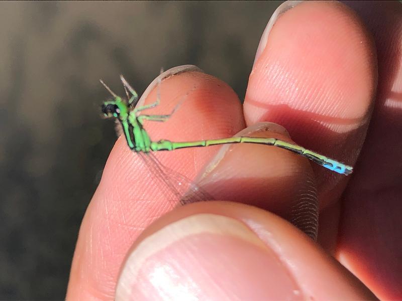 Photo of Eastern Forktail
