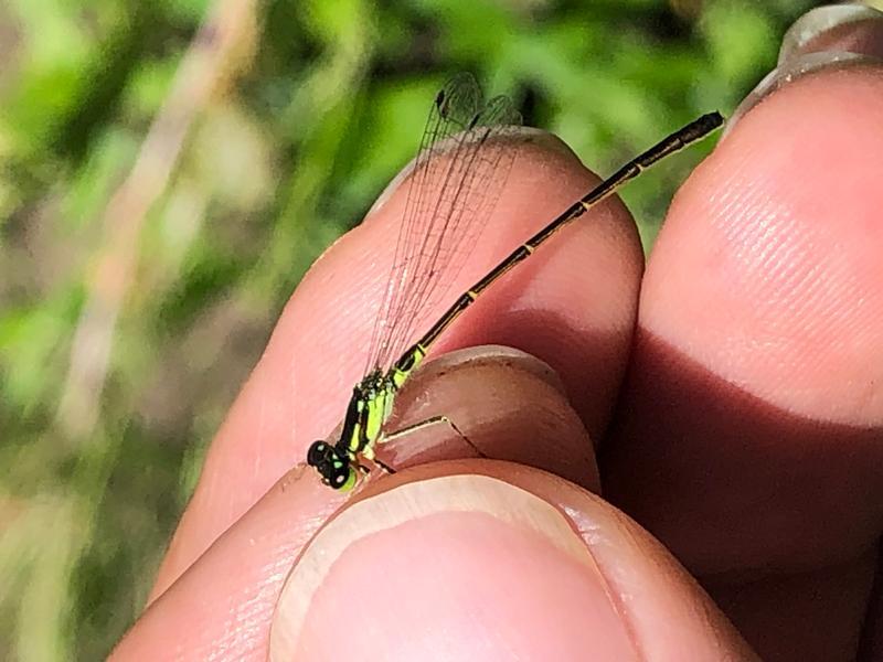 Photo of Fragile Forktail