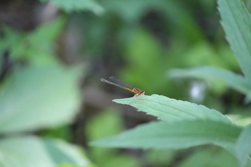 Photo of Eastern Forktail