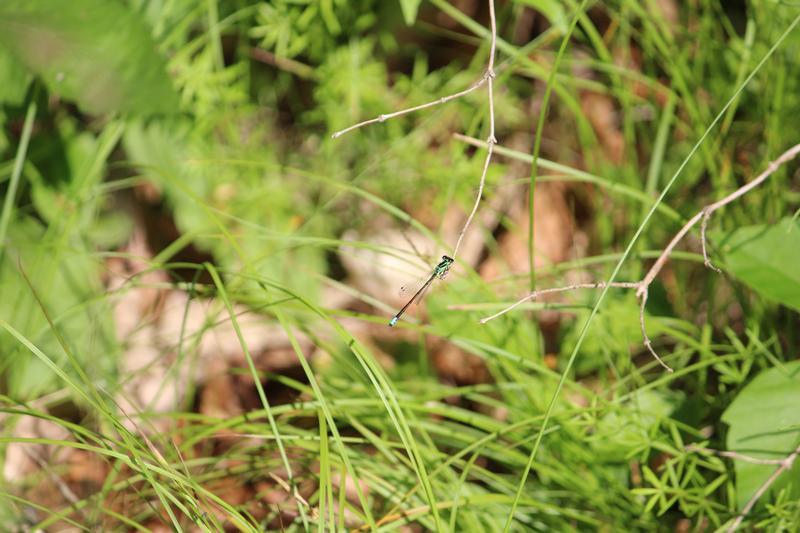 Photo of Eastern Forktail