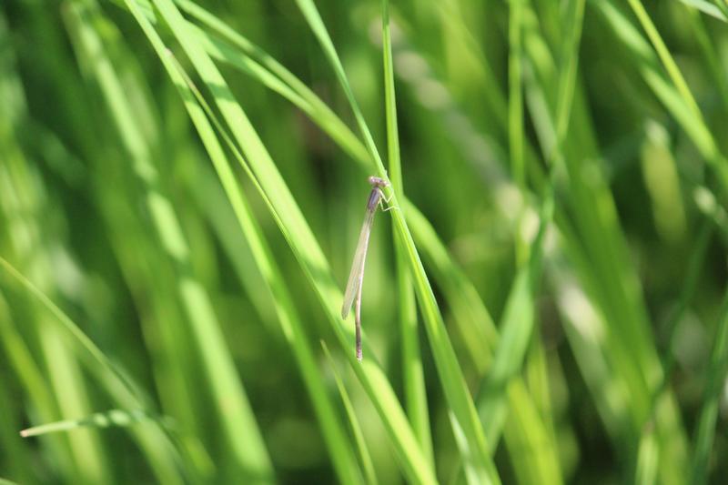 Photo of Eastern Forktail