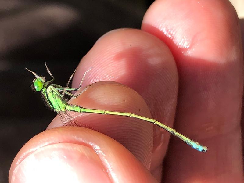 Photo of Eastern Forktail