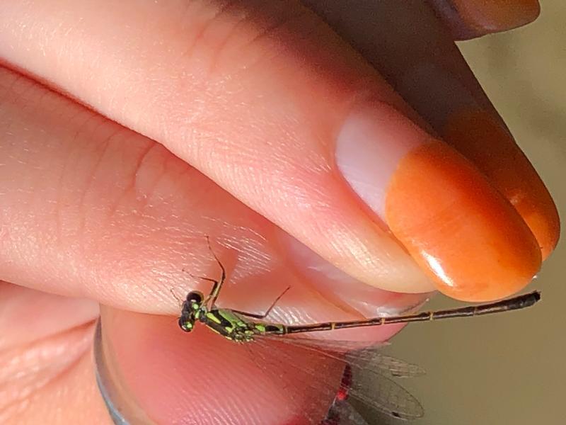Photo of Fragile Forktail