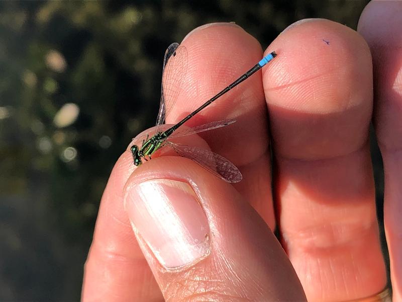 Photo of Eastern Forktail
