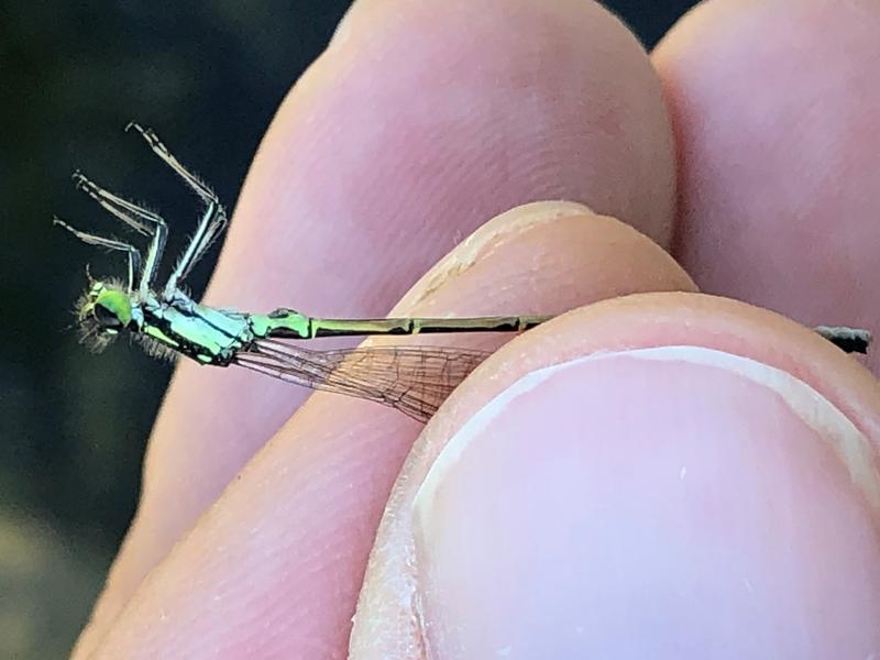Photo of Fragile Forktail