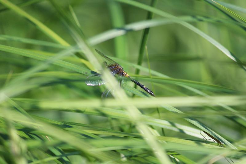 Photo of Dot-tailed Whiteface