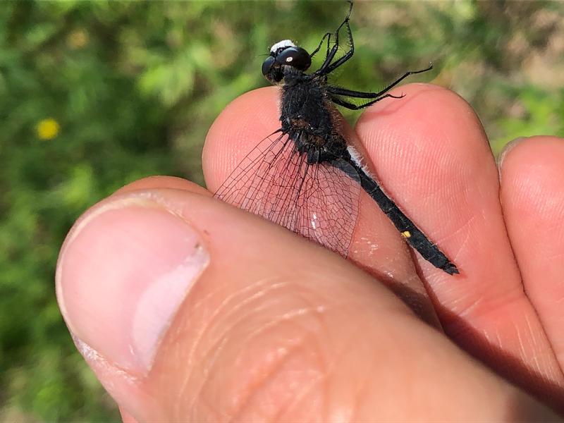 Photo of Dot-tailed Whiteface