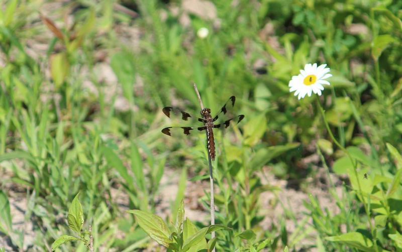 Photo of Twelve-spotted Skimmer