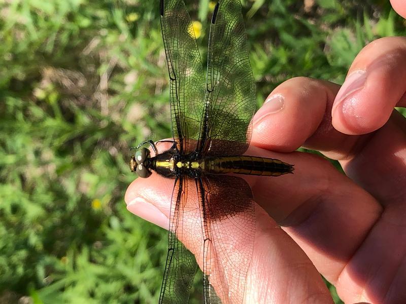 Photo of Widow Skimmer
