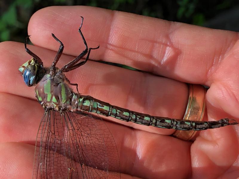 Photo of Cyrano Darner