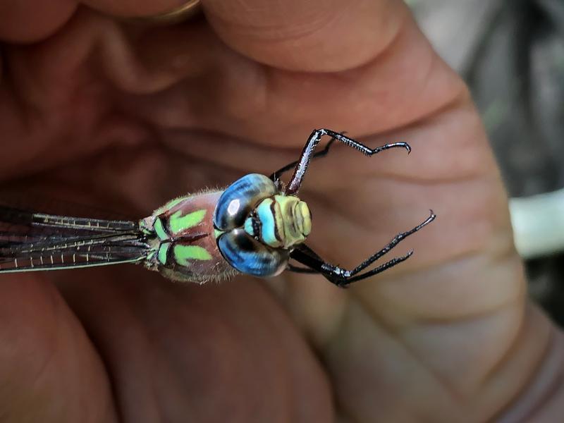 Photo of Cyrano Darner
