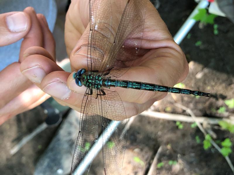 Photo of Cyrano Darner